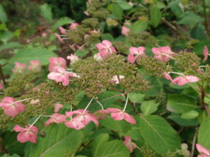 アマチャ　ピンク